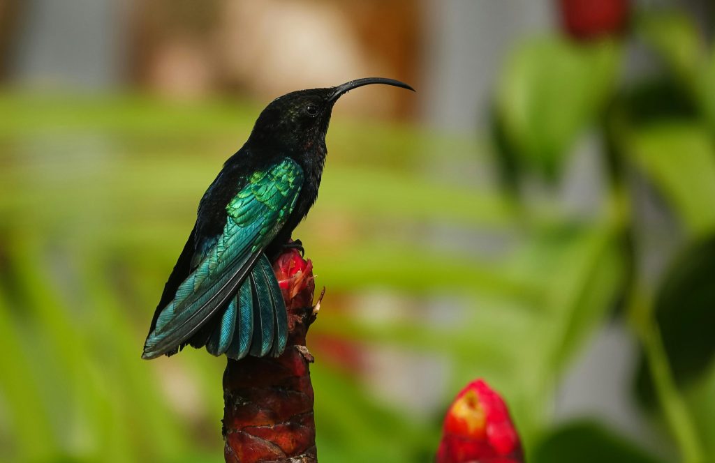 Close-up of a colorful hummingbird resting on a flower bud in a lush Martinique garden.